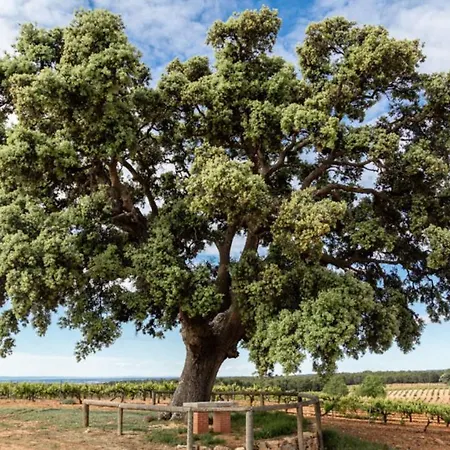 カントリーハウス Rural Entrevinas Caudete de las Fuentes